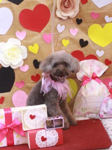 20230201ももちゃん